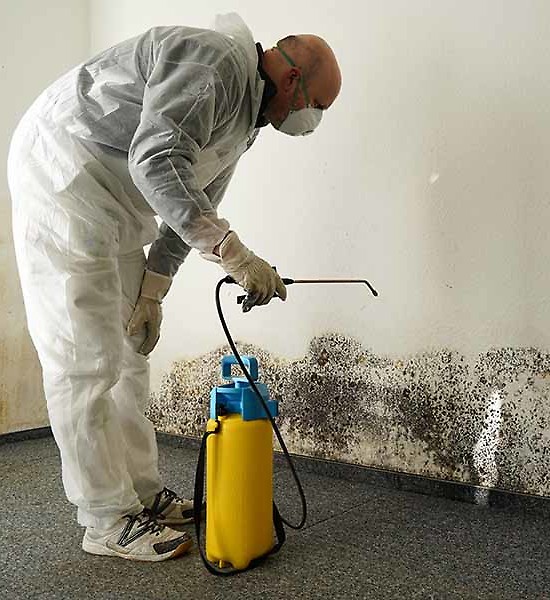 professional removing mold